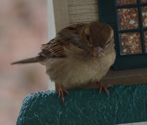 max house sparrow