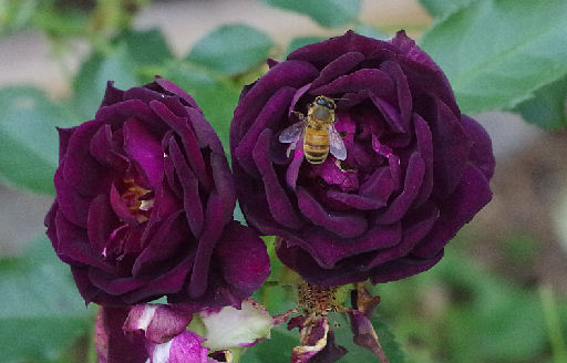 max purple roses w bee