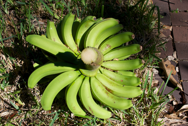 sawgrass bananas_2014 2