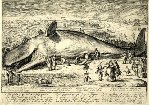 Beached_Whale_-_Jacob_Matham_1602