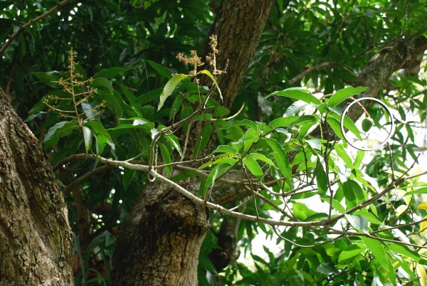 stan of the sawgrass mango_tree_3.26.15