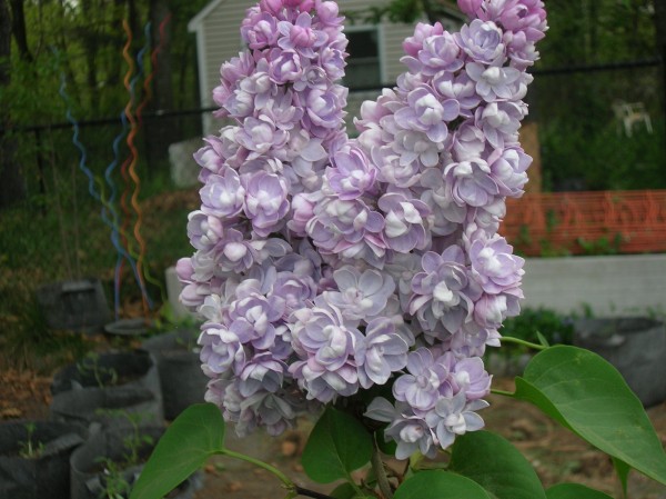 double flowered lilac closeup