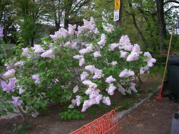 driveway strip lilacs