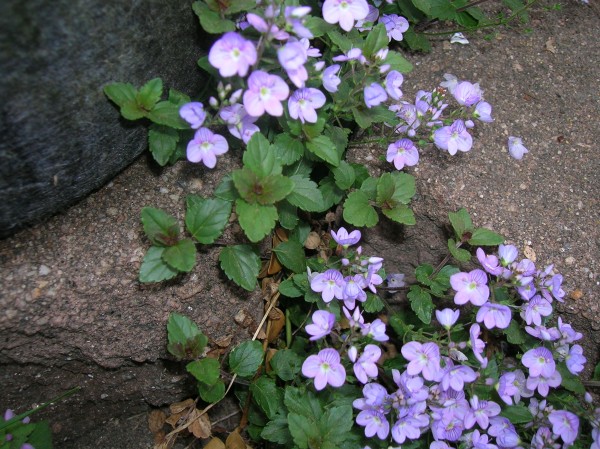 lithodora closeup