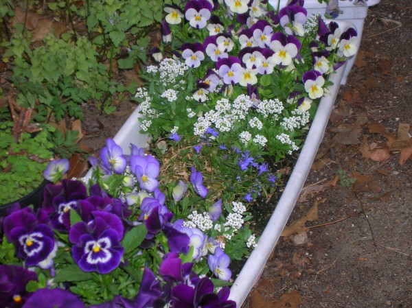 pansies lobelia closeup