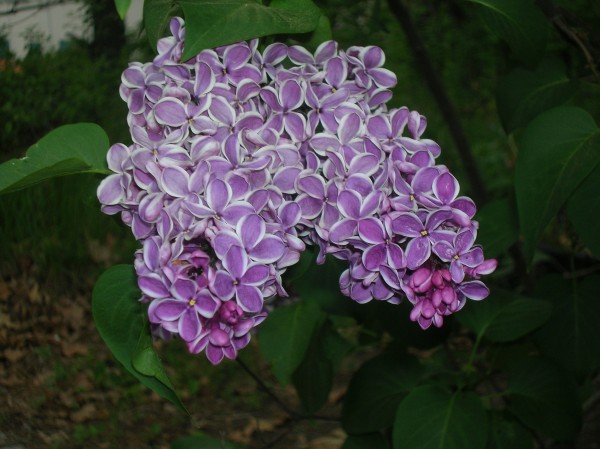 picotee lilac closeup