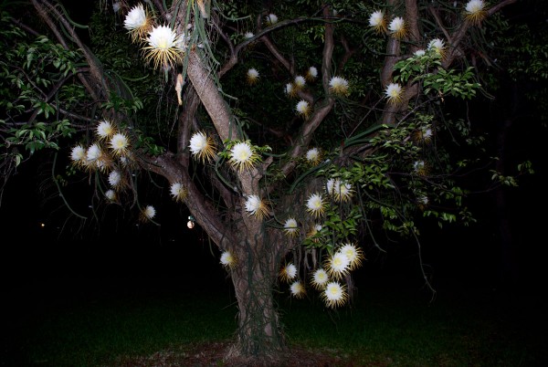 stan-sawgrass-cereus-blooming