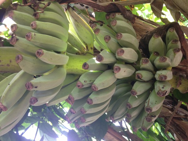 bananas 2015