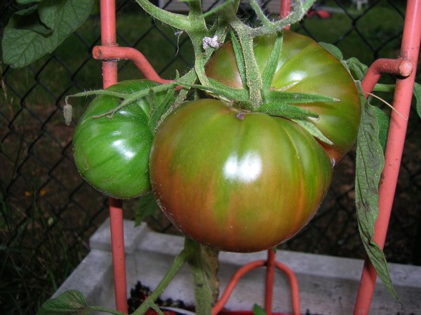 tomato cherokee purple