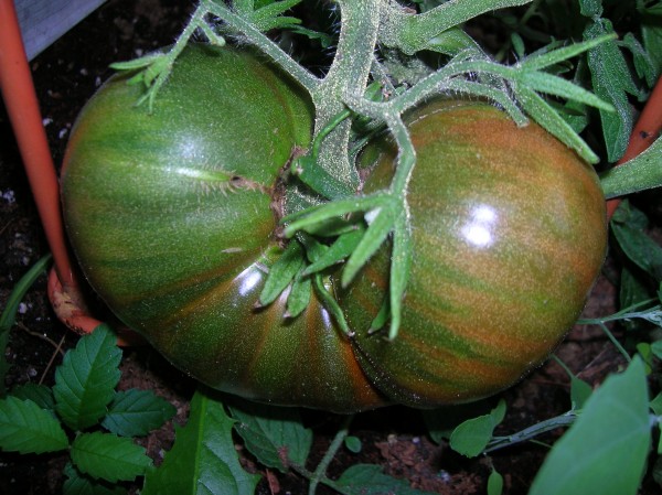 tomato paul robeson
