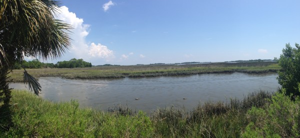 cedar key salt marsh