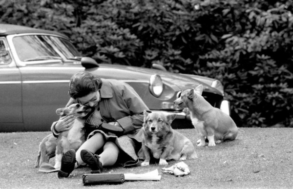 queen and dogs