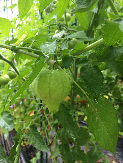 currants 2015 tomatillo