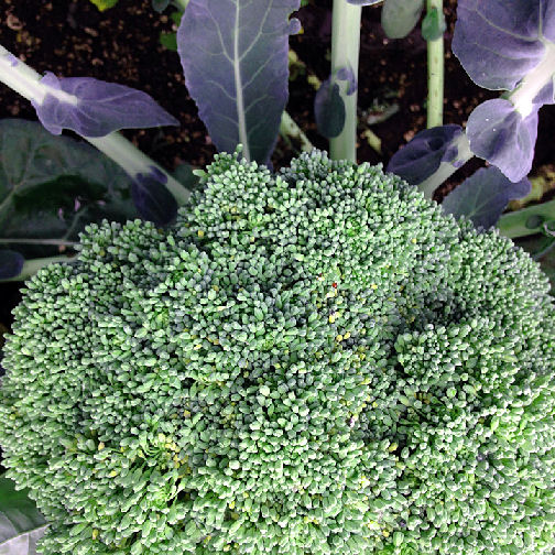 marvel oct 15 Broccoli