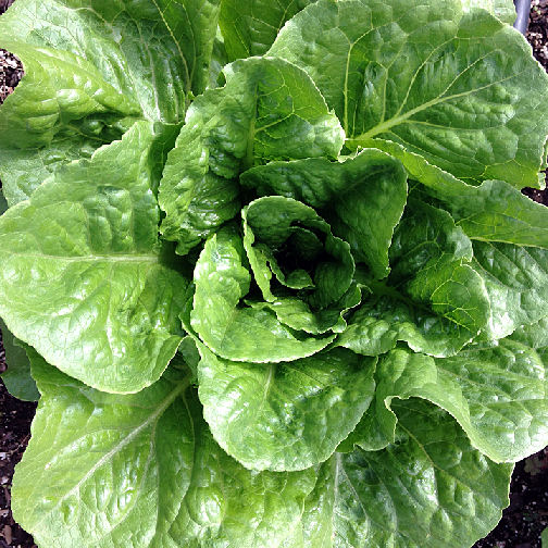 marvel oct 15 Lettuce