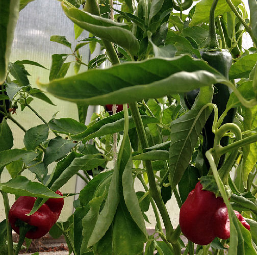 marvel oct 15 Peppers