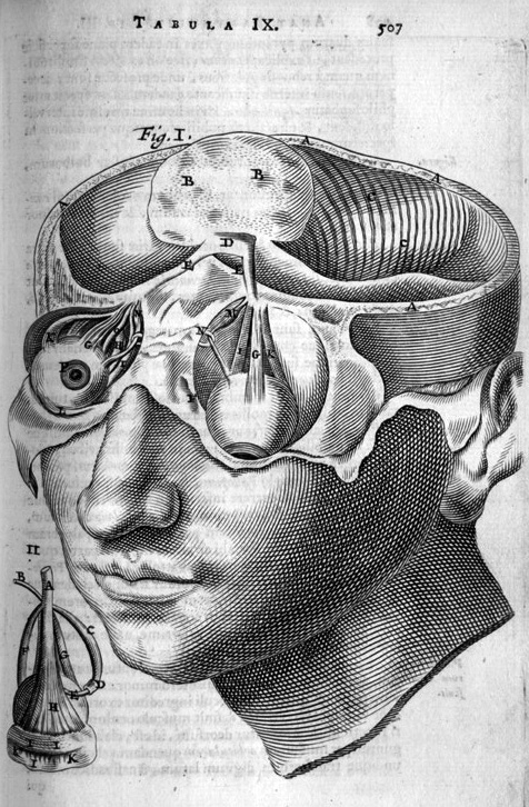 Bartholin_head_transect