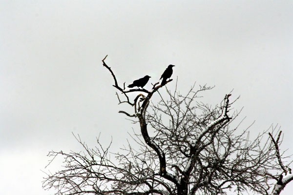 The group name for crows is 'murder', as in a murder of crows.  This would be an attempted murder.  Photo via Mudfooted.  