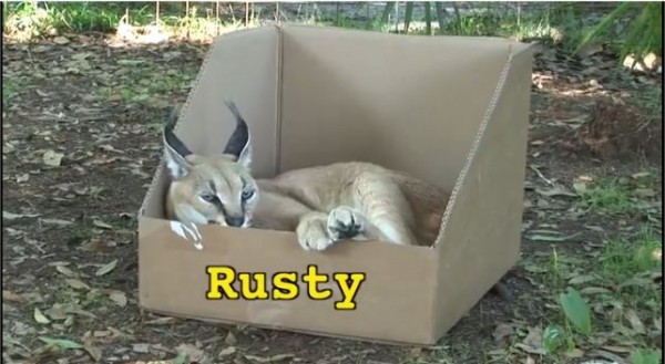 big cat box