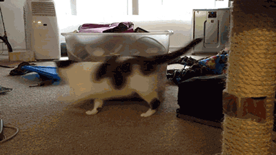 cat needs bigger clutter bunker