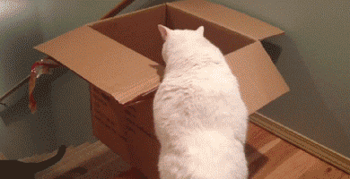 cat slalom box