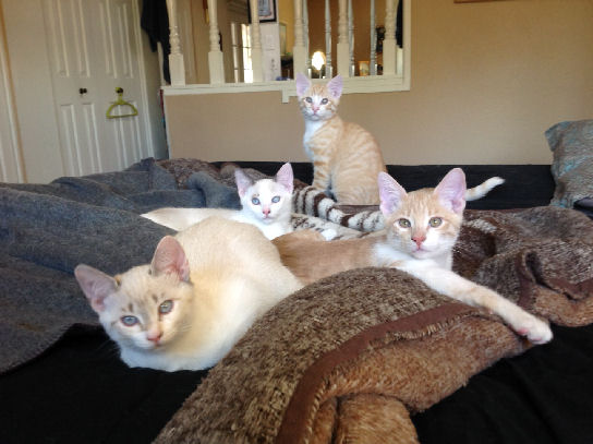 Tuesday Morning Open Thread: KITTENS!