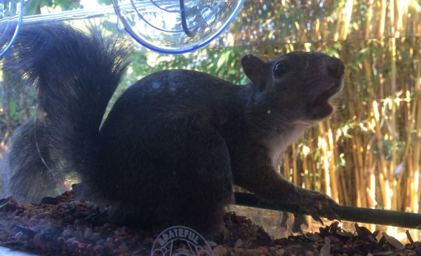 squirrelfriend nov 2015