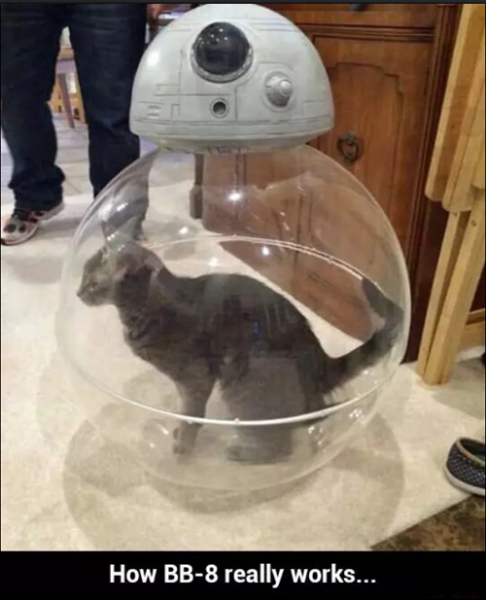 bb8-cat