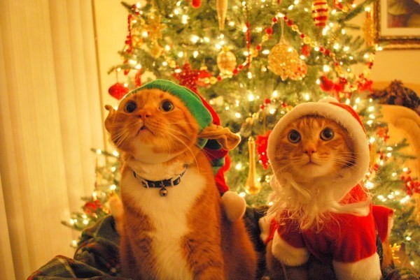 cats oh shit xmas