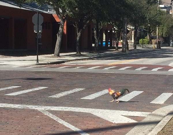 rooster crossing the road