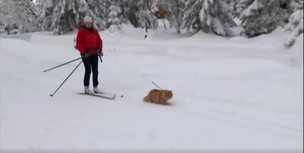 skijoring norwegian cat jesper