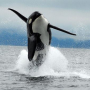 happy orca