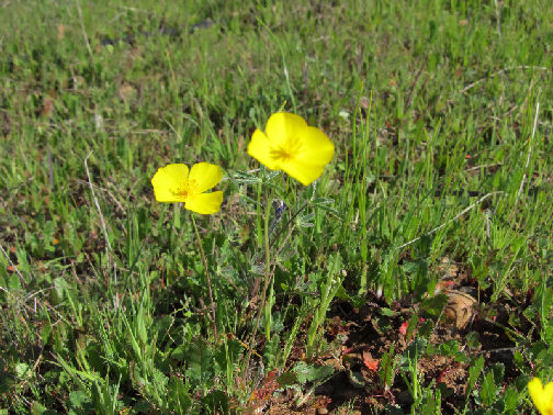 scout211 mar 16 foothillpoppy