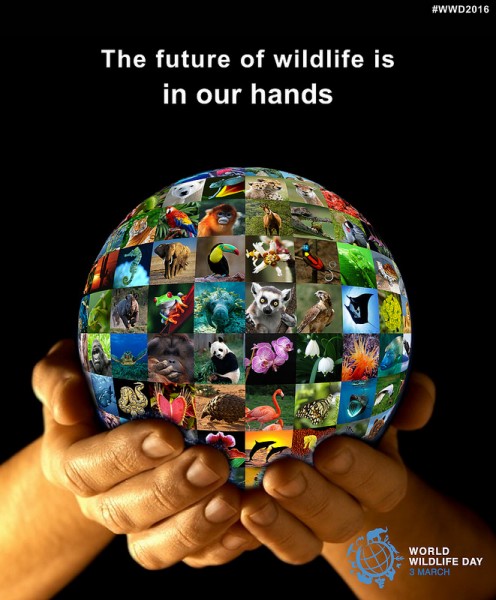 world wildlife day poster