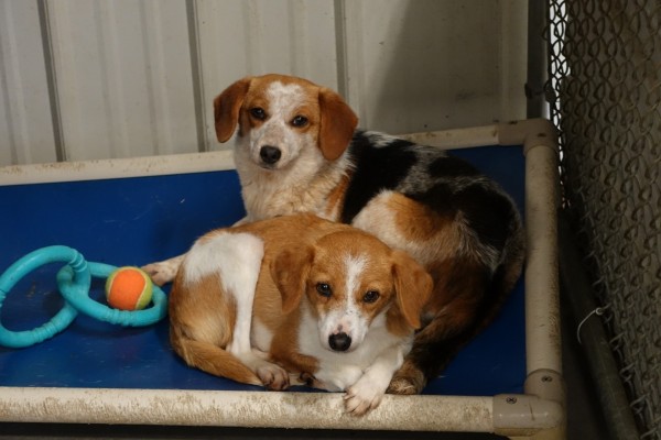 adult_beagles