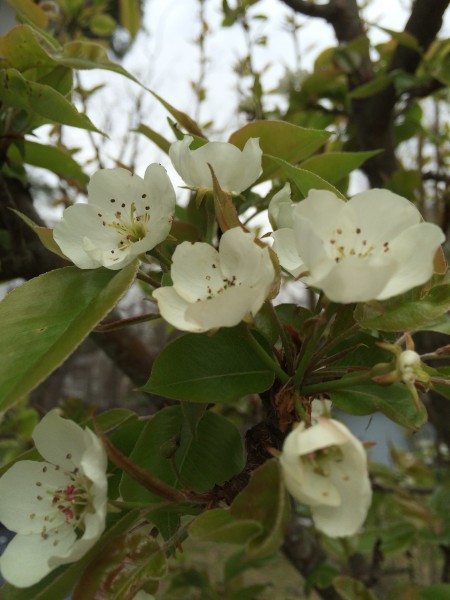 currants may 16 Pear Blossoms