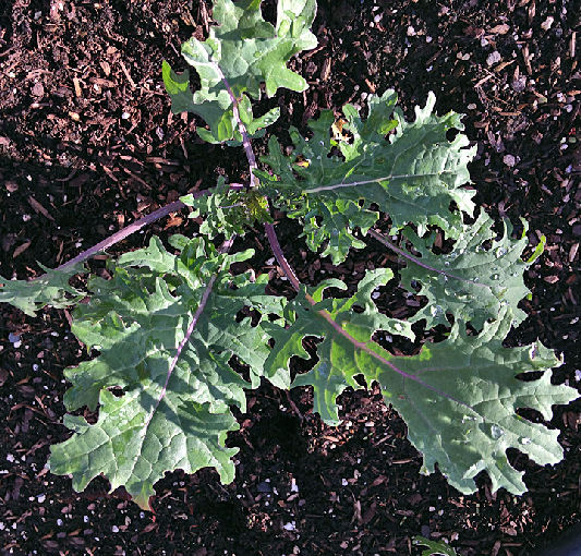 marvel may 16 Kale