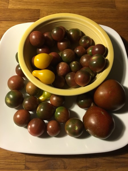 may 2016 tomatoes