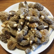 my morels