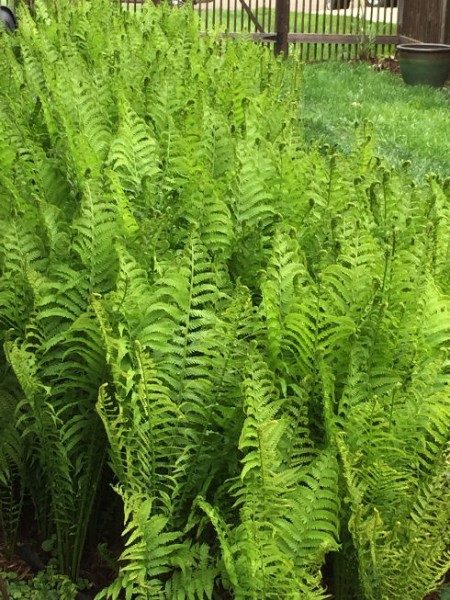watergirl may 16 ferns not completely unfurled 20161