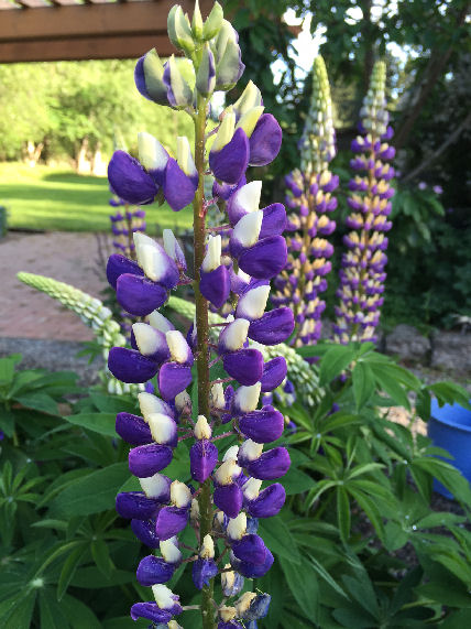 opiejeanne 16may lupine