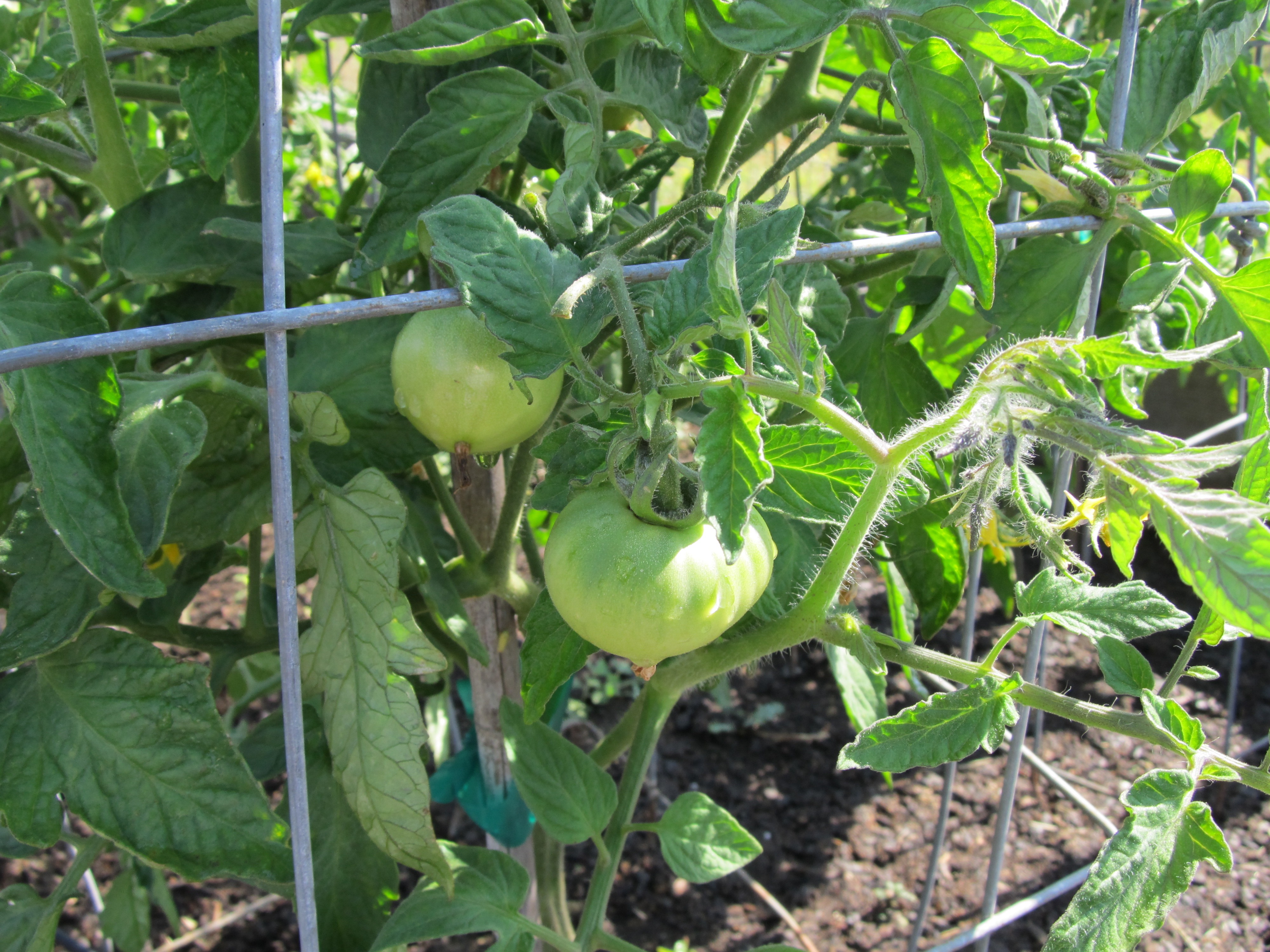scout211 may16 tomato cage