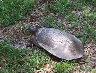 snapping turtle June 2016