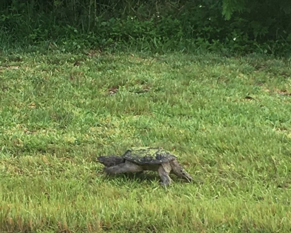 snapping turtle june 2016