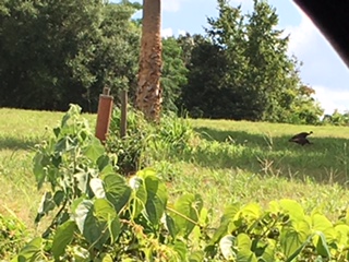 wild turkeys June 2016