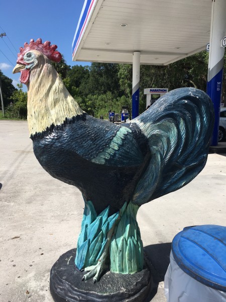 big rooster