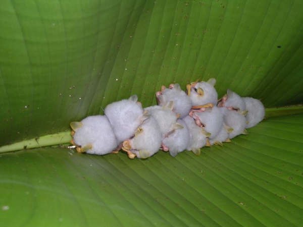 honduran white bats