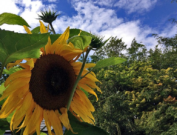 marvel summer16 Sunflower