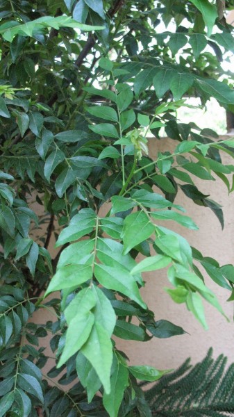 s-cat Curry Leaves