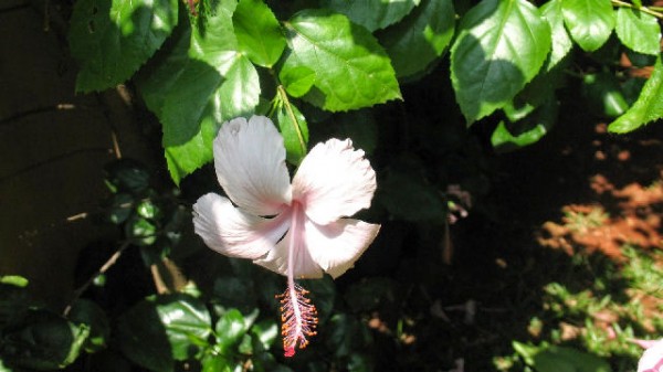 s-cat Hibiscus_1